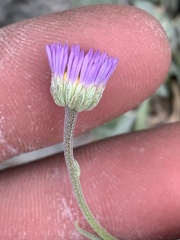 Erigeron tweedyi