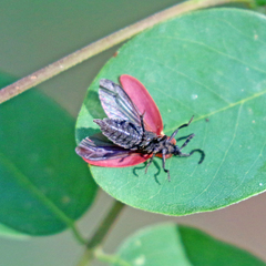 Lycus sanguinipennis