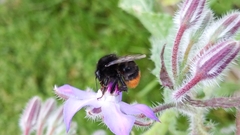 Bombus lapidarius