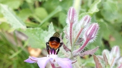 Bombus lapidarius