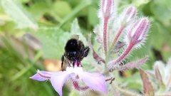 Bombus lapidarius