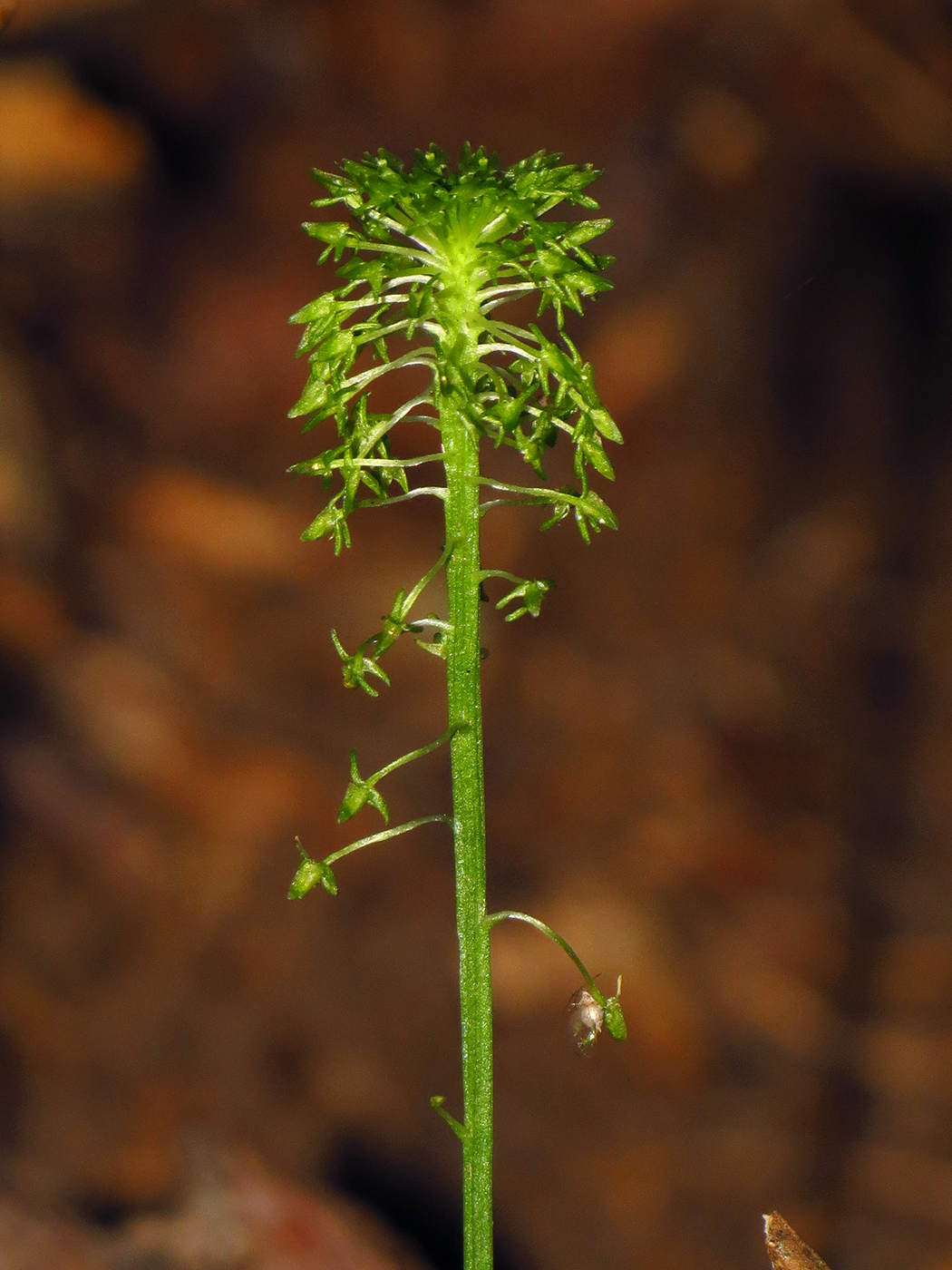 Malaxis unifolia