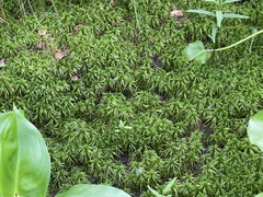 Sphagnum riparium