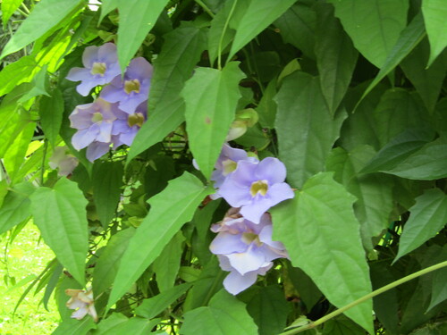 Thunbergia laurifolia
