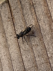 Atomosia melanopogon