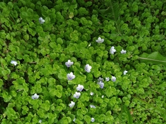 Veronica filiformis