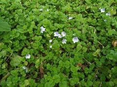 Veronica filiformis