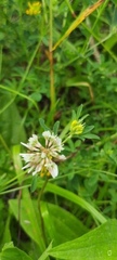 Trifolium repens