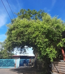 Ziziphus