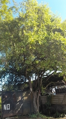Ziziphus