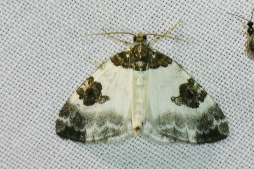 Blue-bordered Carpet, Wageningen, Nederland, photo 6 of 10