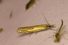 Crambus pratella