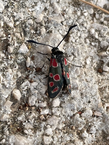 Vretienka vičencová (Zygaena carniolica)