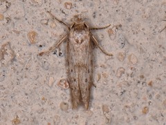 Hypatopa punctiferella