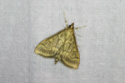 European Corn Borer Moth, Wageningen, Nederland, photo 9 of 10