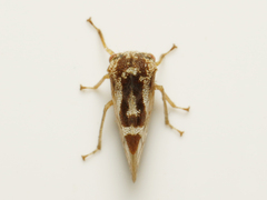 Cyrtolobus vau