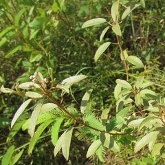 Croton argyranthemus