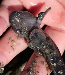 Tridentiger trigonocephalus