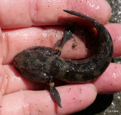 Tridentiger trigonocephalus