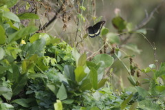 Battus polydamas polydamas