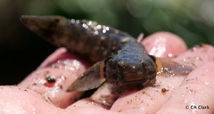 Tridentiger trigonocephalus