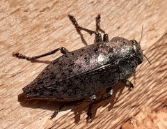 Dicerca berolinensis