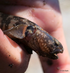 Tridentiger trigonocephalus