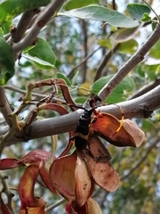 Trachyderes elegans