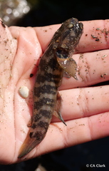 Tridentiger trigonocephalus