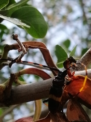 Trachyderes elegans