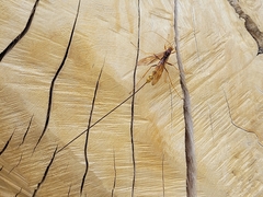 Megarhyssa macrurus icterosticta