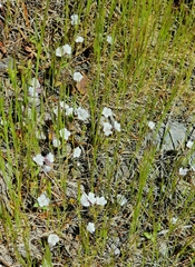 Phacelia verna