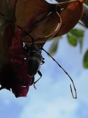 Trachyderes elegans