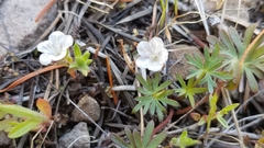 Phacelia verna