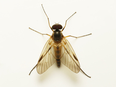 Rhagio lineola