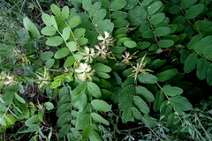 Astragalus glycyphyllos