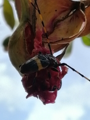 Trachyderes elegans