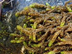 Campylium bambergeri