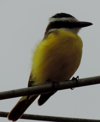 Pitangus sulphuratus