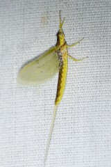 Pentagenia vittigera