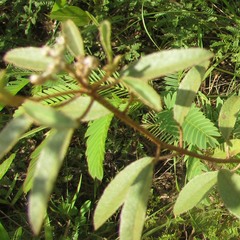 Croton argyranthemus