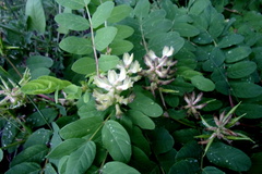 Astragalus glycyphyllos
