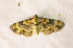 Eupithecia pulchellata