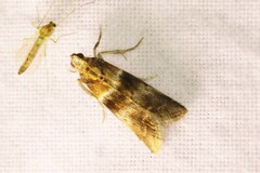 Acrobasis repandana