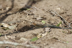 Aspidoscelis guttatus