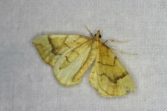 Eulithis mellinata
