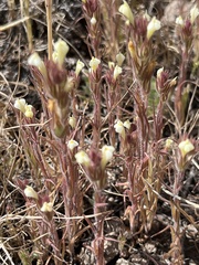 Castilleja tenuis