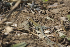 Aspidoscelis guttatus