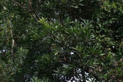 Protorhus longifolia