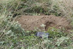 Heterogeomys hispidus